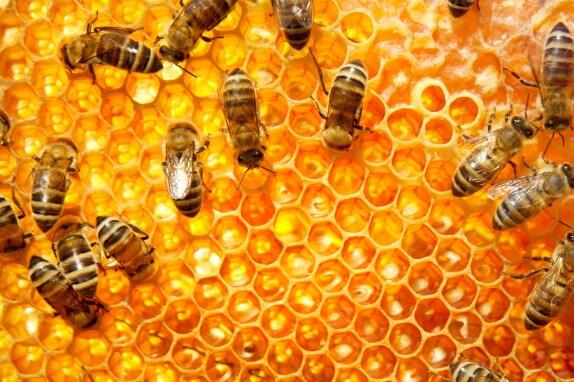 10 mille abeilles équipées de puces électroniques pour découvrir pourquoi ils disparaîent