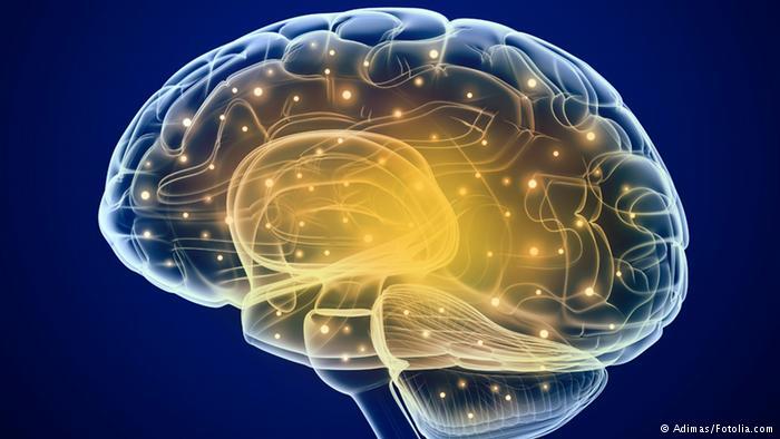 Identifican genes de la inteligencia que podrían servir para tratar enfermedades neurodegenerativas