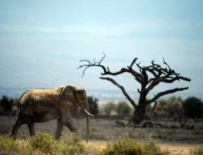 The tragedy of Elephants: One Death in every 15 minutes