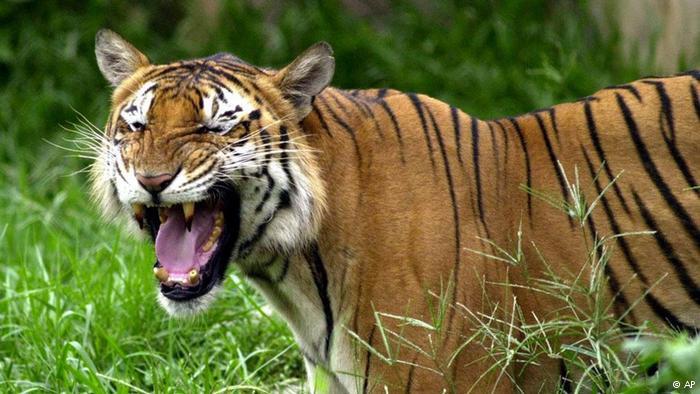 New tiger count in Bangladesh raises alarm