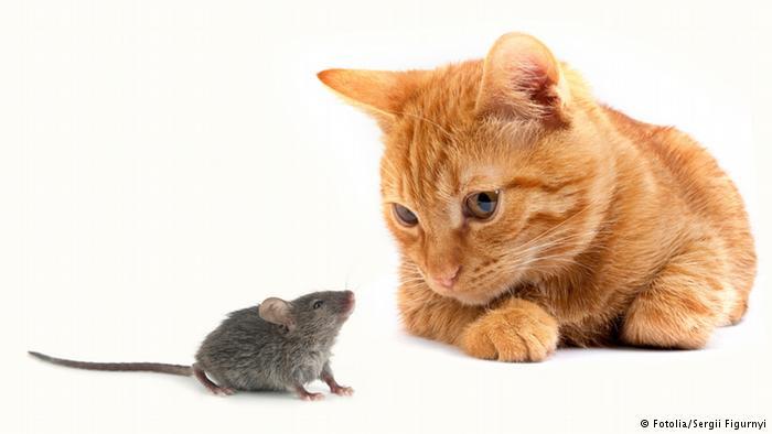 Scientists side with cats by switching off a life-saving instinct in mice