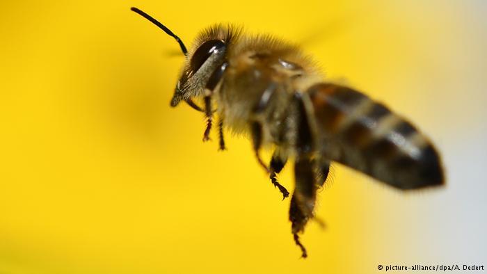 aluminium contamination may be behind bee dementia and decline