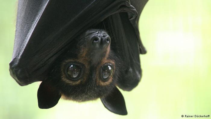 Convincing Australians that bats aren’t so bad