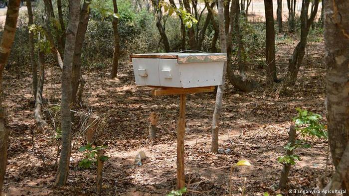 An army of bees takes on deforestation in Tanzania