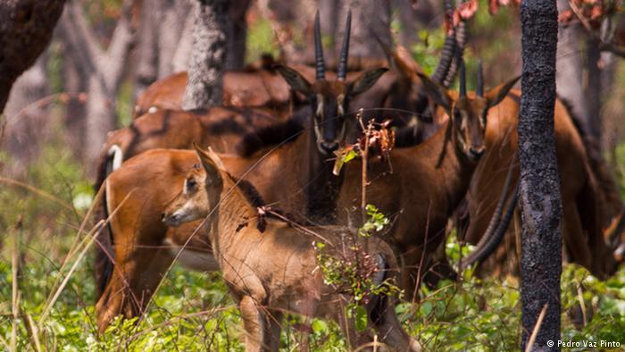 Angola’s antelopes struggle in post-war environment