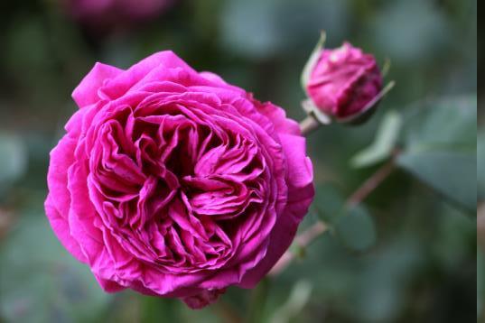 L’origine inattendue du parfum de la rose