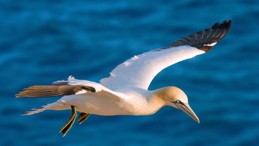 Presque tous les oiseaux marins auront avalé du plastique d’ici 2050