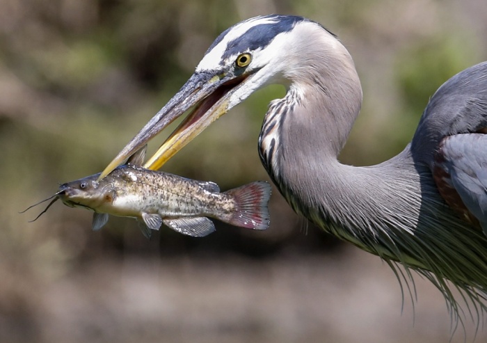 The week in wildlife – in pictures