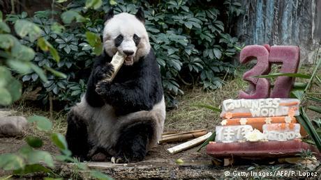 HONG KONG’S JIA JIA BECOMES WORLD’S OLDEST PANDA