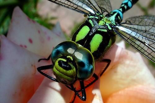 Dragonflies, Nature’s Deadly Drone, but Prettier