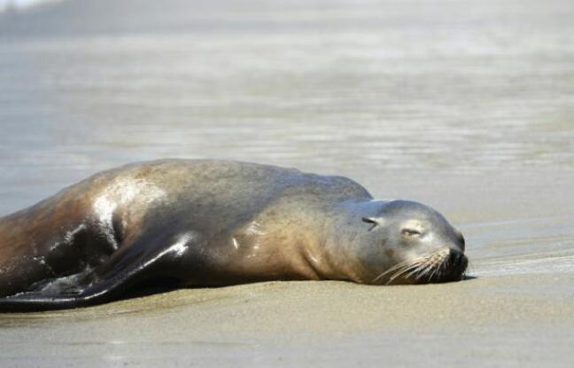 Les otaries s’échouent sur les côtes californiennes à un rythme alarmant