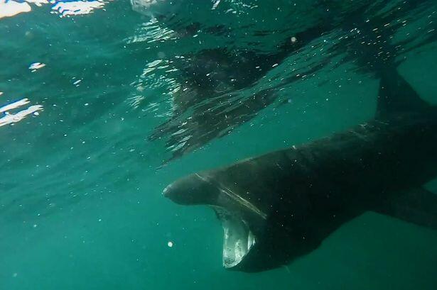 Amazing underwater footage shows sharks basking off Cornish coast for the first time this year