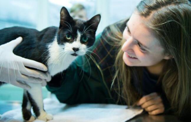 Une famille berlinoise retrouve le jour de Noël son chat disparu depuis sept ans