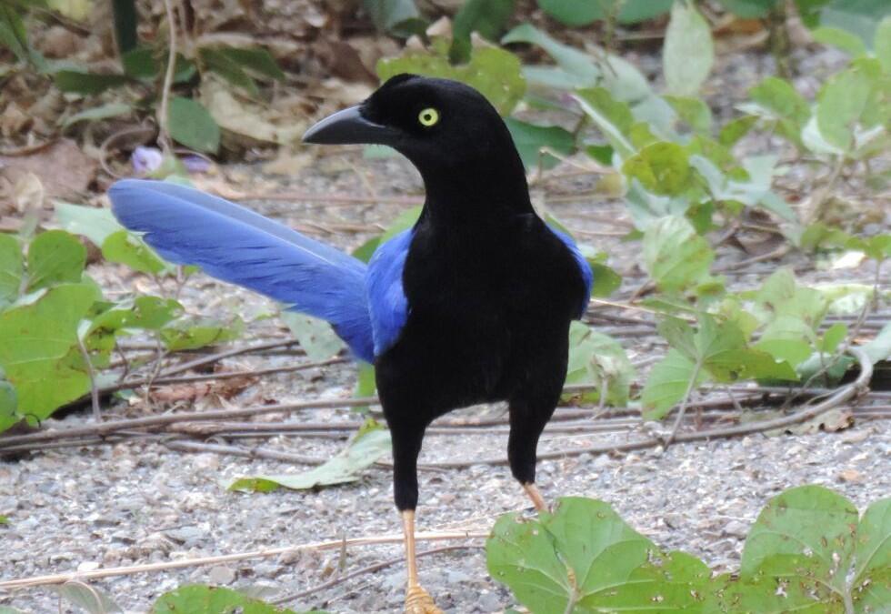 El cambio climático está acabando con aves únicas en el mundo