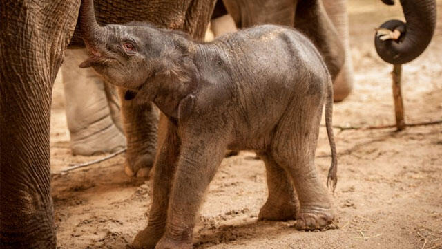 Mamá y cuatro matronas: un zoo belga graba el nacimiento de un elefante