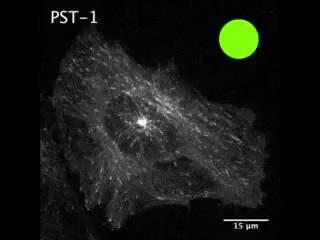 Un nuevo fármaco activado con luz mata solo las células cancerosas