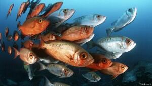 150504075307_peces_624x351_thinkstock