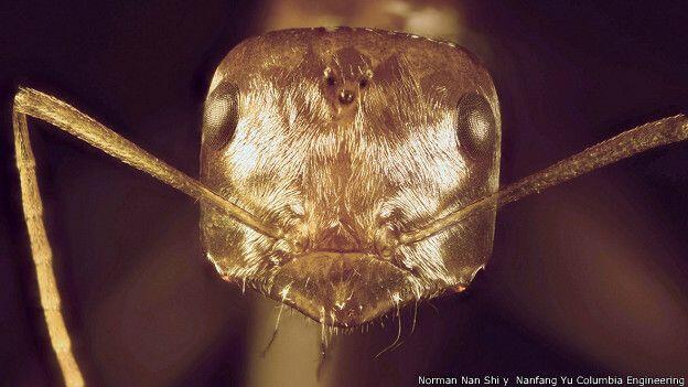 El insecto capaz de sobrevivir a temperaturas de 70ºC