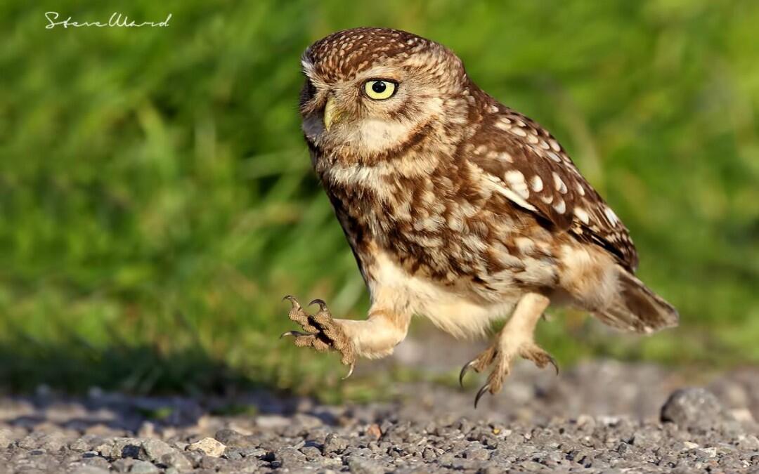 The Messengers: What birds tell us about climate change