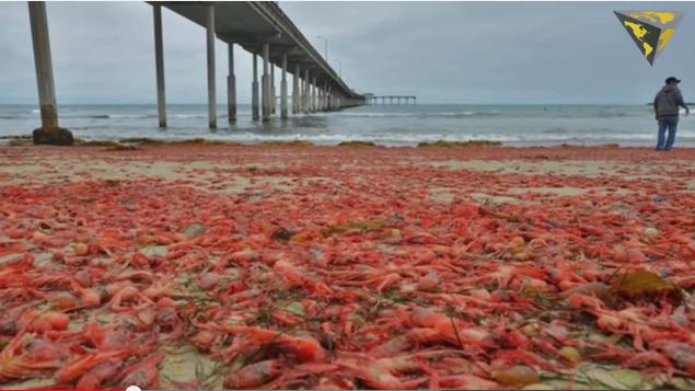 Thousands Of Tuna Crabs Wash Up On San Diego Beaches