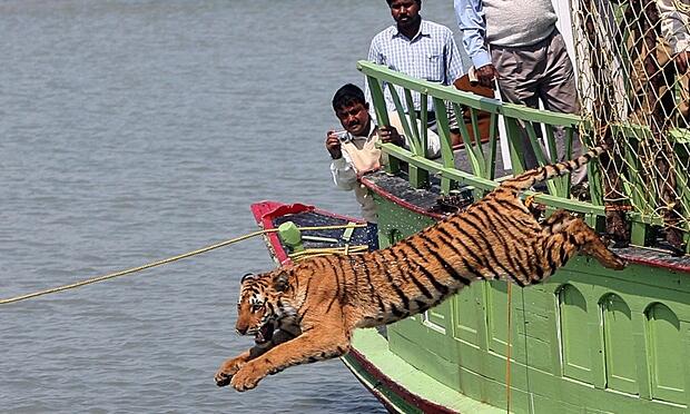 Only 100 tigers left in Bangladesh’s famed Sundarbans forest