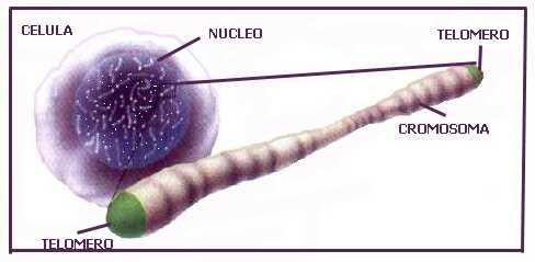 Hallado un punto débil para anular la inmortalidad del cáncer