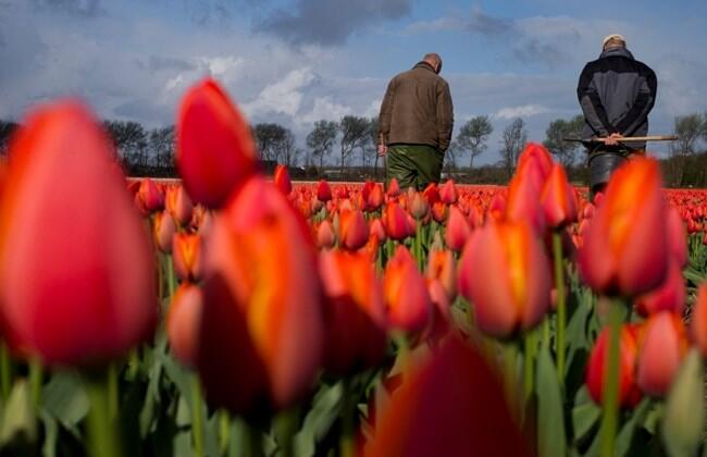 Ban on Dutch flowers ‘highly probable’: Russian watchdog