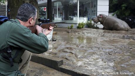 TIGERS AND LIONS ROAM TBILISI STREETS AFTER FLOODING