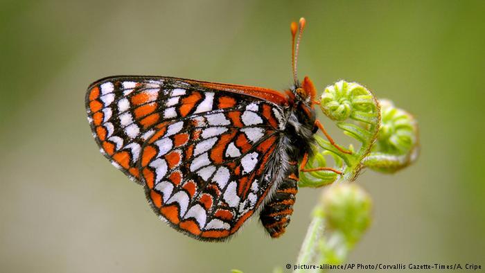 Insects: Winners and losers of climate change