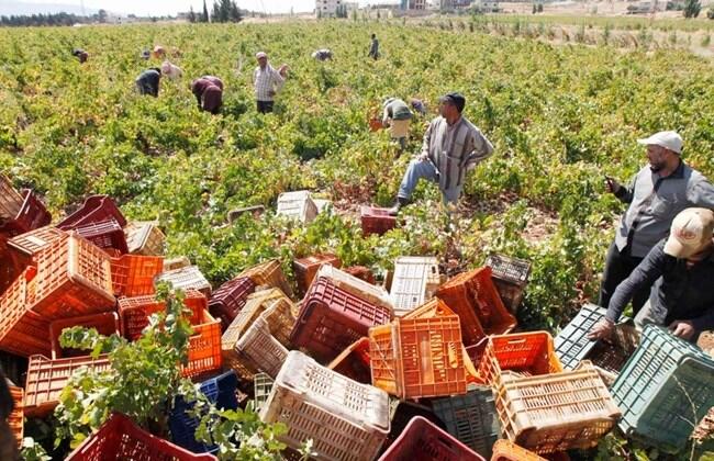 900 tons of produce wasted each day due to Lebanon export crisis: minister