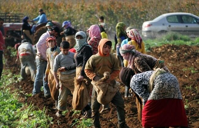 Syrian laborer shortage poses threat to Lebanese agriculture