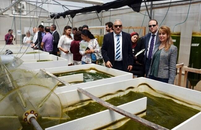 AUB scientists see great potential in algae production