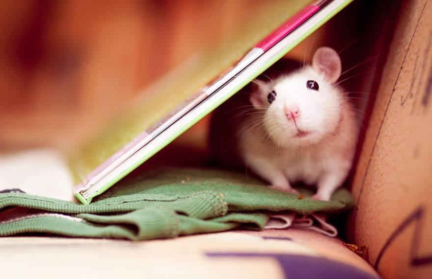 Rat loves photography !!