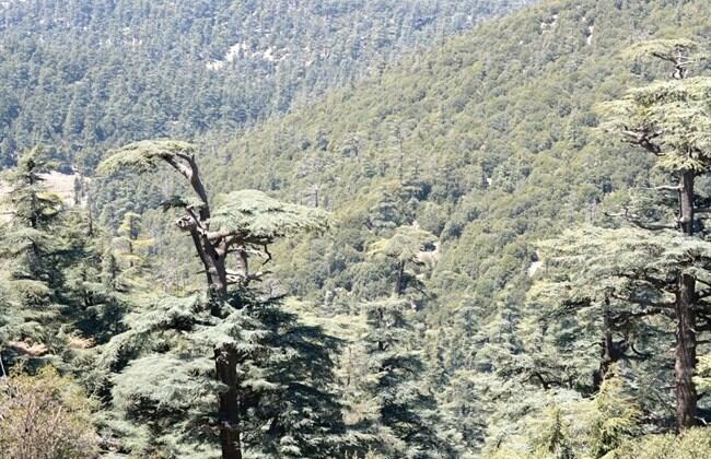 Morocco’s majestic cedars under threat