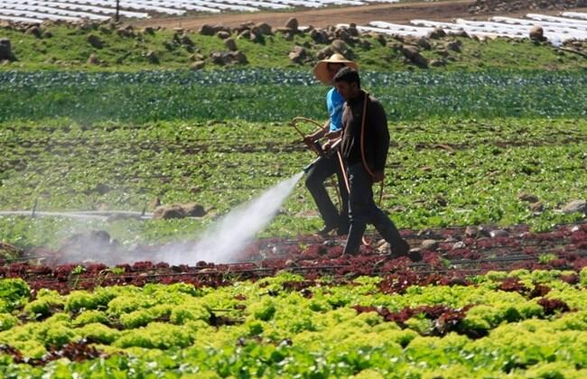 Lebanon farms reel from shortage of Syrian laborers