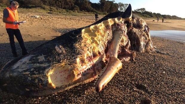 Close-up footage shows sharks feasting on whale carcass off Coffs Harbour (video)