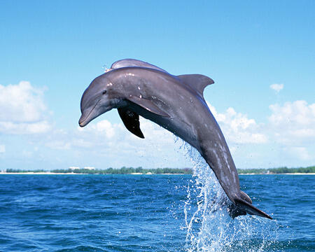 Dolphins, interesting animals