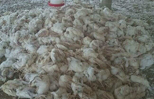 Tens of thousands of chickens die in Lebanon heat wave