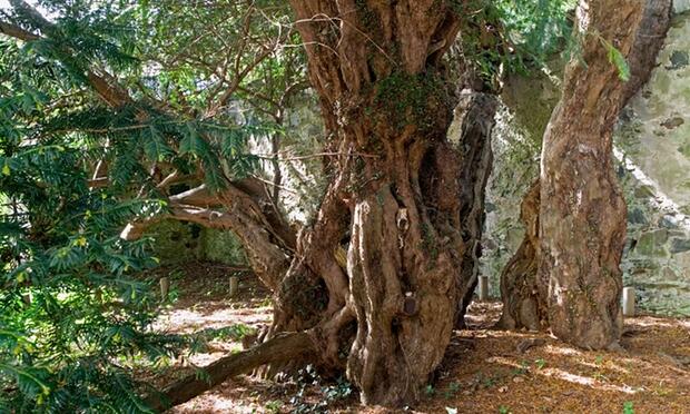 The oldest tree changes its sex