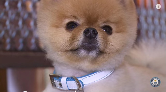 Konjo won Guinness record for the fastest dog on front paws