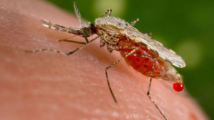 Nuevo virus misterioso portado por mosquitos amenaza a la humanidad