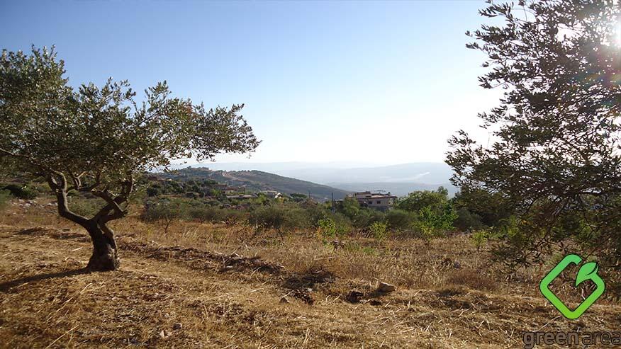 العيناتي لـ greenarea: الزيتون في لبنان يواجه أسوأ كارثة وطنية