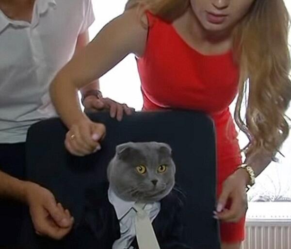 This Cat is Hired By a Company as Communications Director