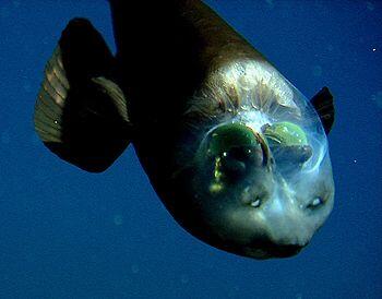 Le poisson spook transparente