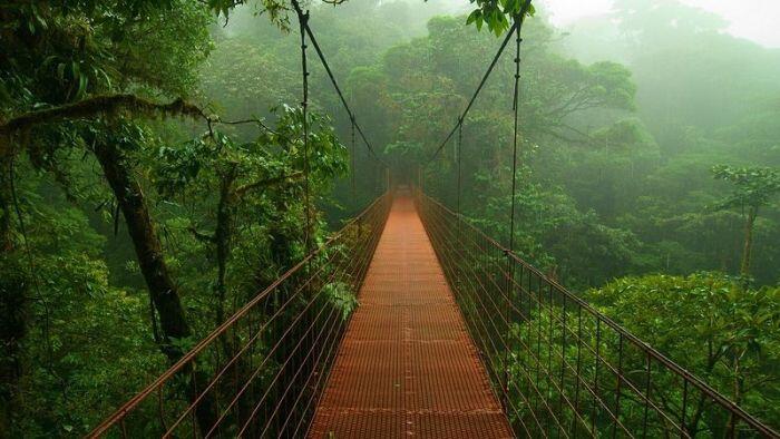 Amazon forest