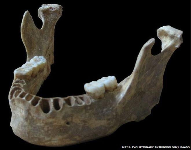 Modern humans and Neanderthals ‘interbred in Europe’