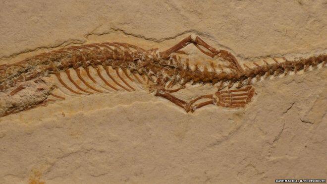 Four-legged snake ancestor ‘dug burrows’