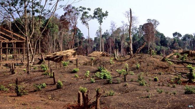 Alarm over ‘timber grab’ from Cambodia’s protected forests