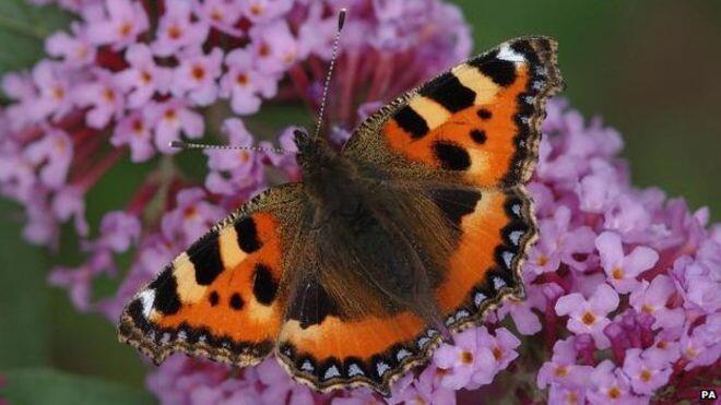 Poll launched to find UK’s favourite insect