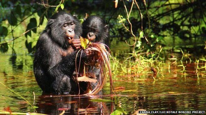 Bonobo squeaks hint at earlier speech evolution